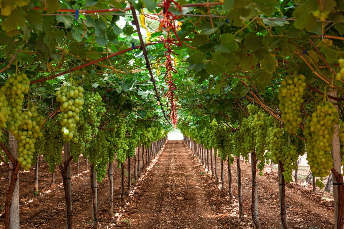 La forma di allevamento a tendone è tipica della viticoltura per uva da tavola ed è diffusa soprattutto nel centro sud Italia